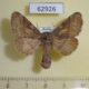 62926p Lasiocampidae Trichiura crataegi f Krasnoyarsk reg. $8