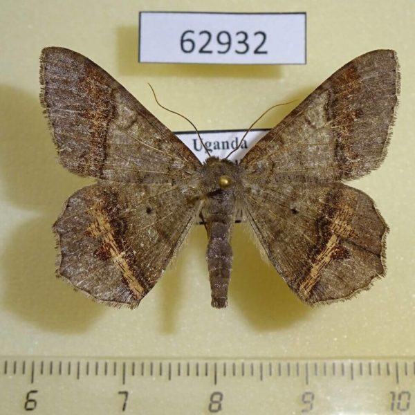 Geometridae Chiasmia rectilinea Uganda