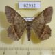 62932p Geometridae Chiasmia rectilinea Uganda $7