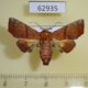 62935p Noctuidae Eutelia subrubens f Uganda $10