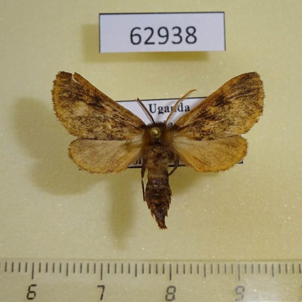 Arctiidae Metarctia sp. burungae Uganda