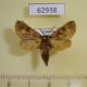 62938p Arctiidae Metarctia sp. burungae Uganda $7
