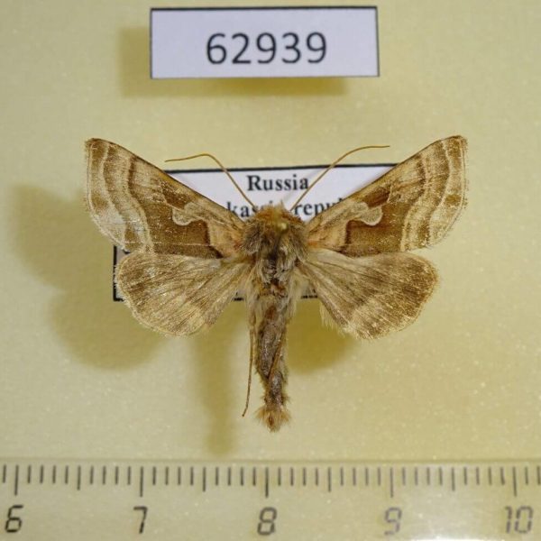 Noctuidae Euchalcia renardi Khakassia rep.