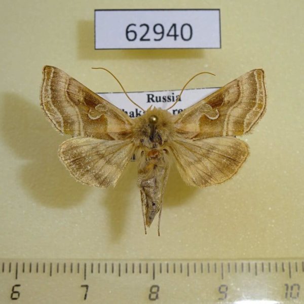 Noctuidae Euchalcia sp. Khakassia rep.