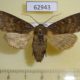 62943p Noctuidae Dasypolia templi f Krasnoyarsk reg. $12