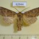 62944p Noctuidae Dasypolia templi Krasnoyarsk reg. $10