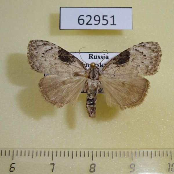 Noctuidae Meganola gigas Primorye