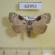 62951p Noctuidae Meganola gigas Primorye $6