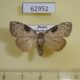 62952p Noctuidae Meganola gigas Primorye $7
