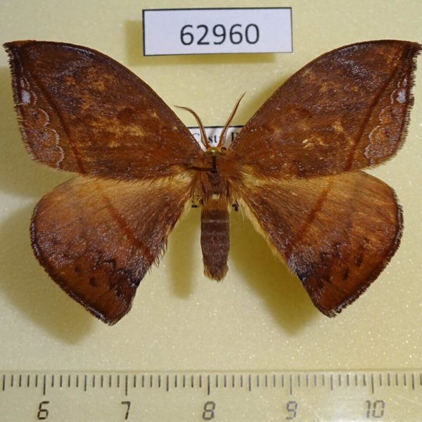 Saturniidae Oxytenis albilunulata Costa Rica