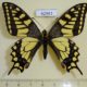 62961p Papilionidae Papilio machaon China $10