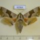 62964p Sphingidae Mimas tiliae Krasnoyarsk reg. $7