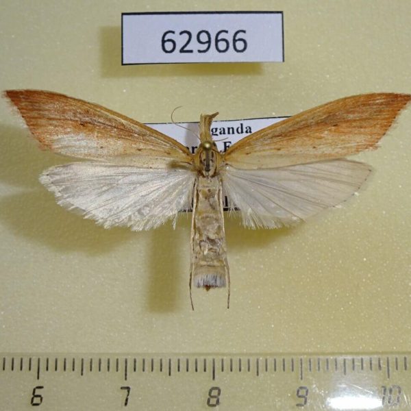 Crambidae Donacaula rufalis Uganda