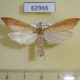 62966p Crambidae Donacaula rufalis Uganda $6