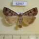 62967p Noctuidae Lygephila ludicra Primorye $7