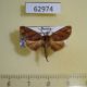 62974p Notodontiidae Micromelalopha troglodyte Primorye $7