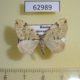 62989p Geometridae Colostygia pectinataria Krasnoyarsk reg. $5