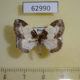62990p Geometridae Mesoleuca albicillata Krasnoyarsk reg. $5