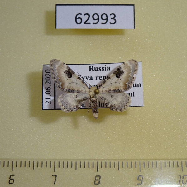 Geometridae Eupithecia centaureata Tyva rep.