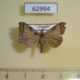 62994p Noctuidae Paralephana nigriciliata Uganda $8