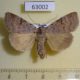 63002p Noctuidae Lygephila viciae Amur rep. $5