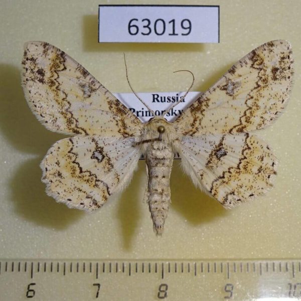 Geometridae Ascotis selenaria artemis Primorye