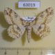 63019p Geometridae Ascotis selenaria artemis Primorye $6