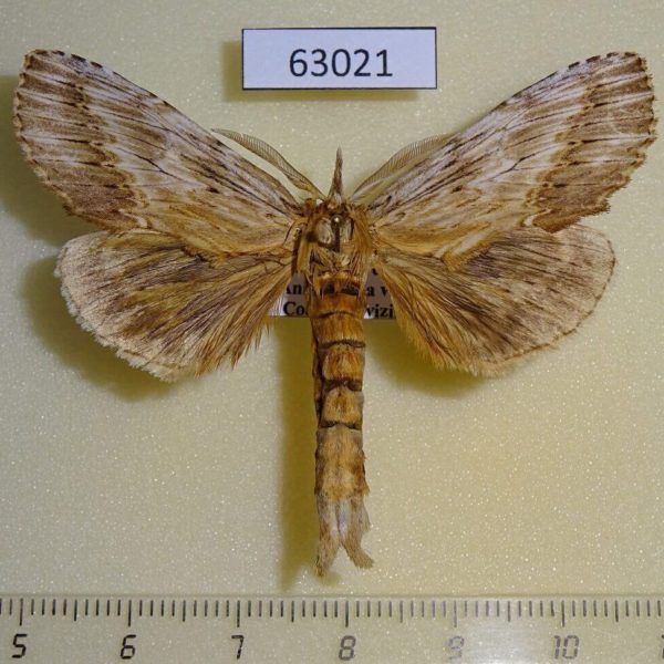 Notodontiidae Pterostoma sinicum Primorye