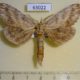 63022p Notodontiidae Pterostoma sinicum Primorye $5