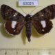 63023p Noctuidae Catocala actaea Primorye $12