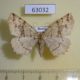 63032p Geometridae Xerodes rufescentarius Primorye $5