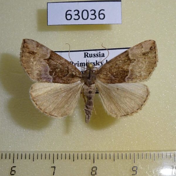 Noctuidae Hypena nigrobasalis Primorye