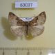 63037p Noctuidae Hypena biparita Primorye $7