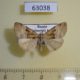 63038p Noctuidae Hypena biparita Primorye $7
