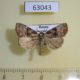 63043p Noctuidae Eucarta arcta Primorye $4