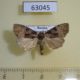 63045p Noctuidae Eucarta arcta Primorye $6