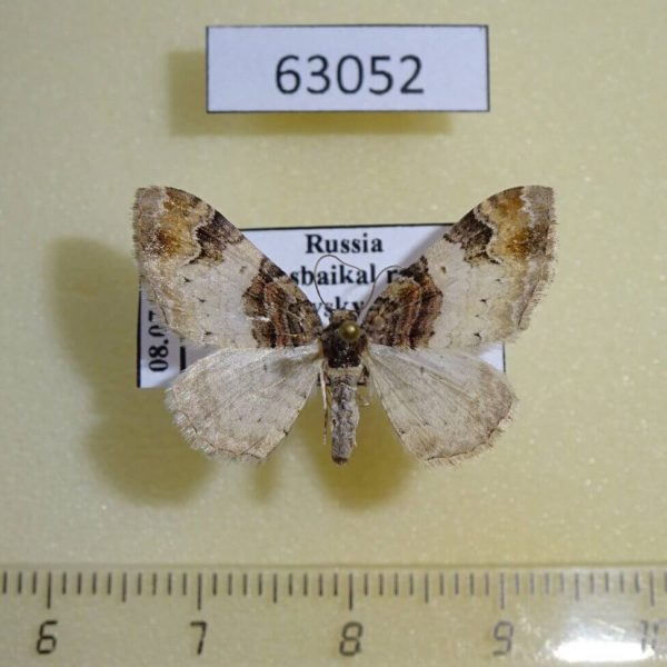 Geometridae Catarhoe cuculata Transbaikal reg.