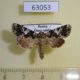 63053p Noctuidae Hadena variolata dealbata Amur reg. $7