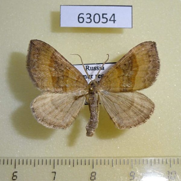 Geometridae Scotopteryx chenopodiata Amur reg.