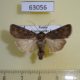 63056p Noctuidae Euxoa intolerabilis Krasnoyarsk reg. $10