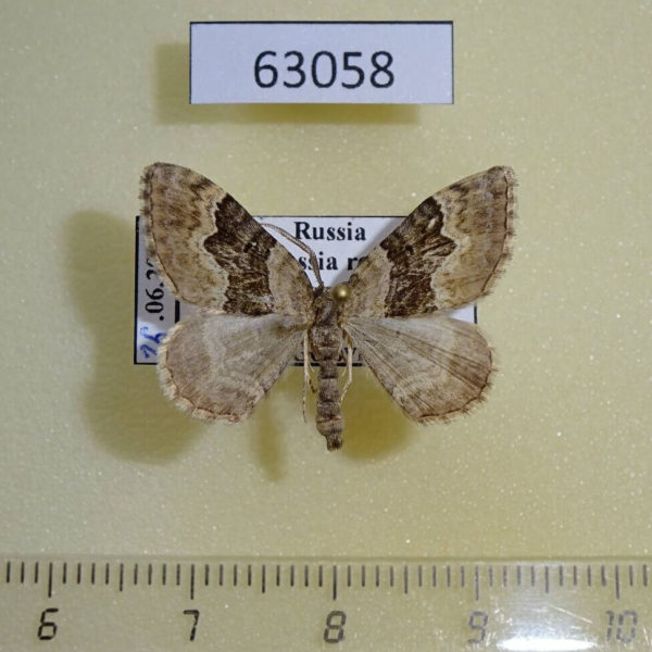 Geometridae Xanthorhoe quadrifasciata Khakassia rep.
