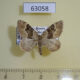 63058p Geometridae Xanthorhoe quadrifasciata Khakassia rep. $3
