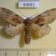 63061p Notodontiidae Peridea aliena Primorye $5