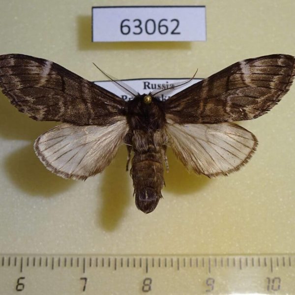 Notodontiidae Epodonta lineata Primorye