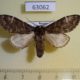 63062p Notodontiidae Epodonta lineata Primorye $8