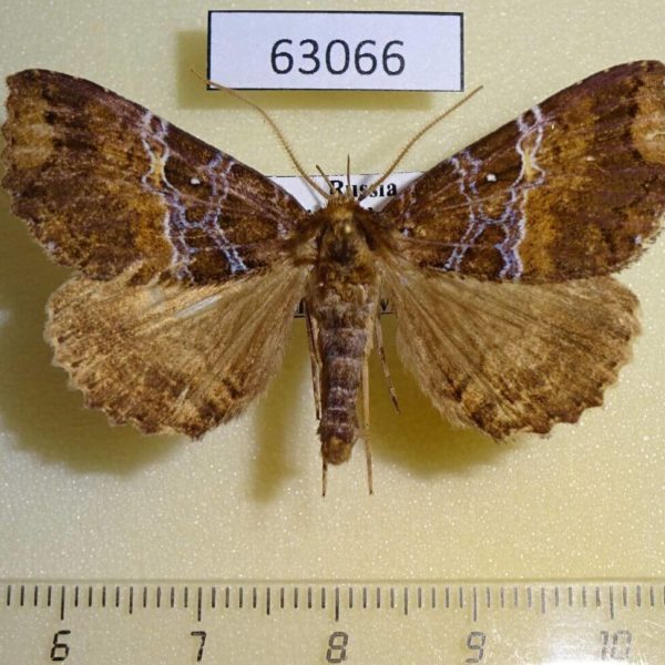 Noctuidae Sypnoides fumosa Primorye