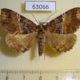 63066p Noctuidae Sypnoides fumosa Primorye $6