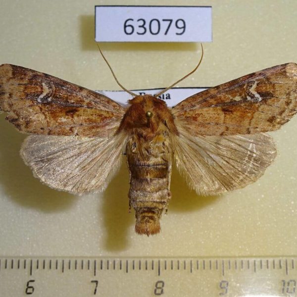 Noctuidae Resapamea hedeni Transbaikal reg.
