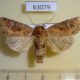 63079p Noctuidae Resapamea hedeni Transbaikal reg. $6