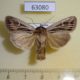 63080p Noctuidae Mythmna velutina Transbaikal reg. $5